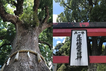 府指定天然記念物　松尾寺の楠.jpg