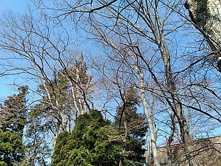 杜の都は野鳥の楽園.JPG